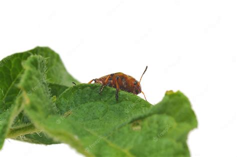 Premium Photo Potato Bug
