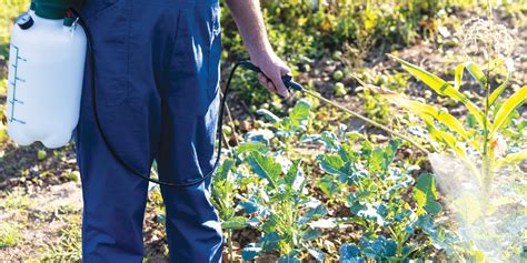 3 Ingredient Homemade Weed Killer Review By Garden Gate Magazine Magazine