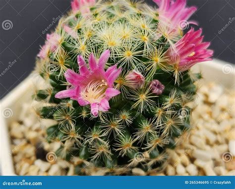 Pink Flowers Of Cactus Mammillaria Blooming Stock Image Image Of