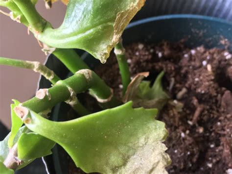 White Powdery Mold On Kalanchoe