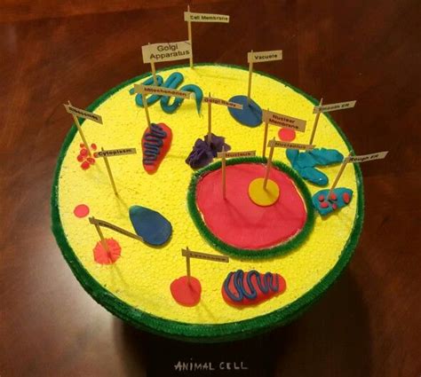 Animal Cell Project Styrofoam clay