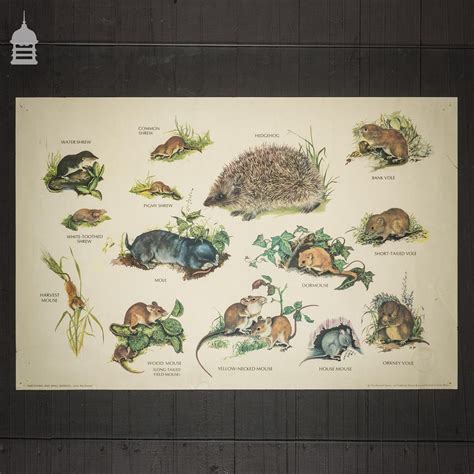 Vintage Wildlife Mammals Poster | Norfolk Reclamation