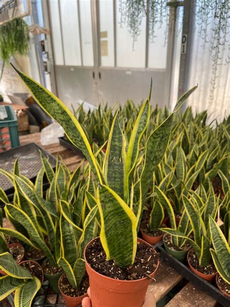 Sansevieria Yellow Snake Plant Air Purifying Plant 4 Pot Etsy