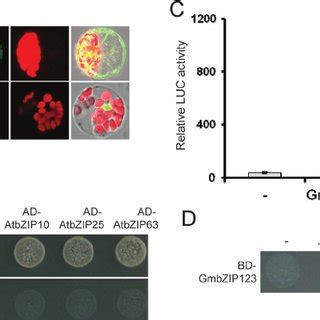 Subcellular localization, transcriptional activation, and interacting ...