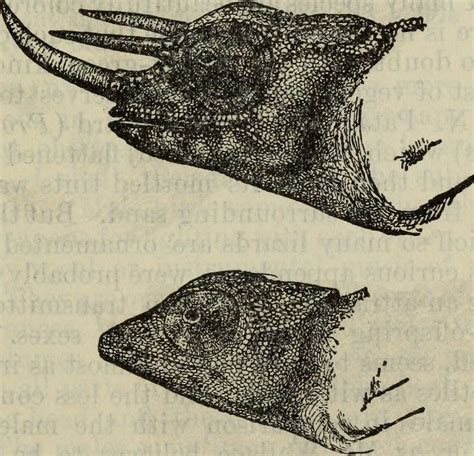The Descent Of Man And Selection In Relation To Sex 1874
