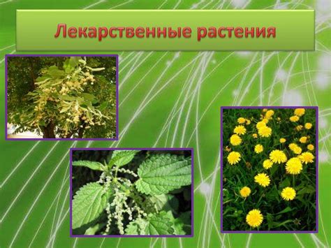 Лекарственные растения - презентация онлайн