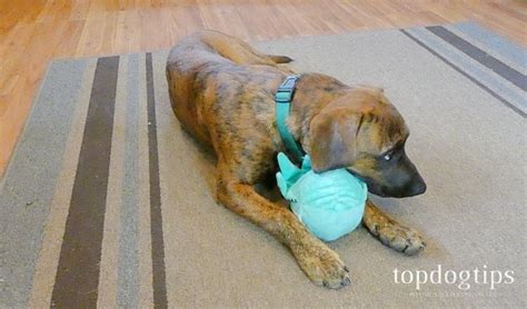 Review: BARK Dog Toys, Chews and Treats – Top Dog Tips