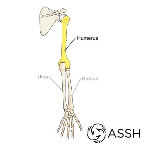 Arm Bone Structure Diagram Bones Of The Arm