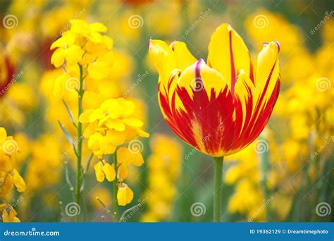 Yellow Flower Stock Image Image Of Green Bright Color 19362129