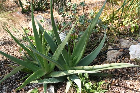 Aloe Barbadensis Miller Plant Home Documents
