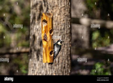 An Acorn Woodpecker In Madera Canyon Arizona Stock Photo Alamy