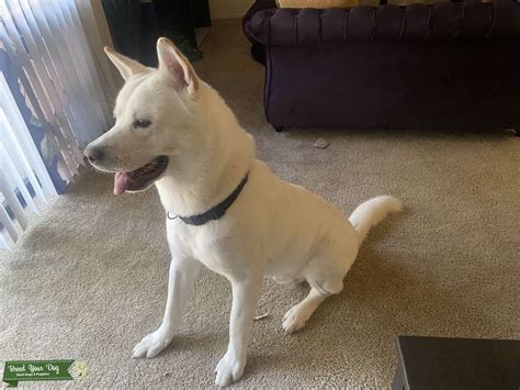 White Akita Stud Dog In Florida The United States Breed Your Dog