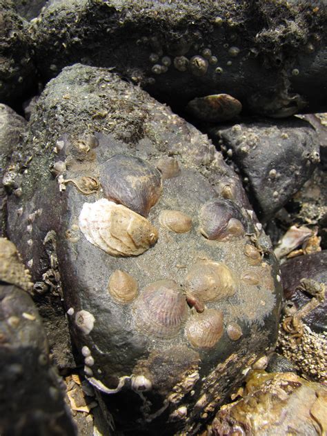 The Power Of Touch Sex Changing Snails Switch Sooner When Together Smithsonian Institution