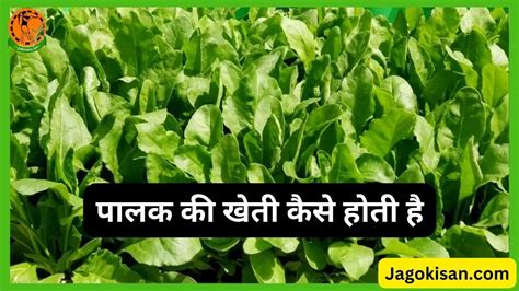 Palak Ki Kheti पलक क खत कस हत ह Spinach Farming In Hindi