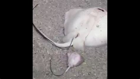 The Video Of A Stingray Giving Birth On The Beach Makes Everyone