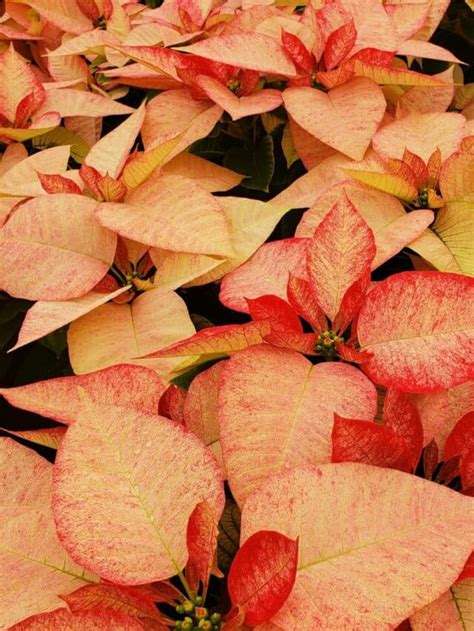 Poinsettia Buying Tips How To Keep Your Poinsettia Alive Joy Us