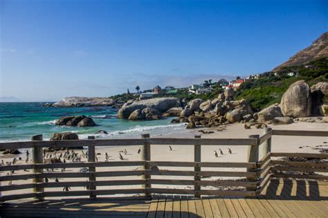 Visit The African Penguins At Boulders Beach Wander Cape Town