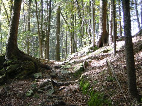 Forest Floor Free Photo Download Freeimages