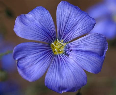 KS1 Plants | Parts of a Flower and Reproduction