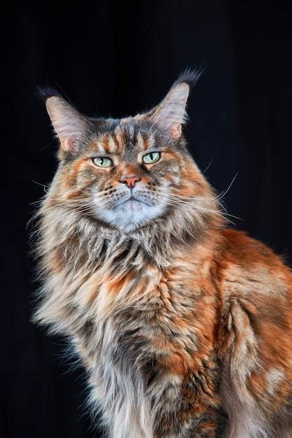 How Much Does A Full Grown Maine Coon Weigh Ap Pgecet