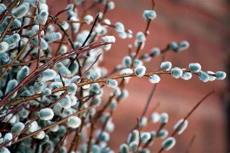 Pussy Willow Wreath Tutorial Feature A Pretty Life In The Suburbs