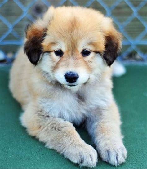 Golden Shepherd Puppies: The Perfect Blend Of Golden Retriever And ...