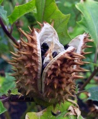 Датуры (дурманы) Дурман индийский_2500 - купить по выгодным ценам в ...