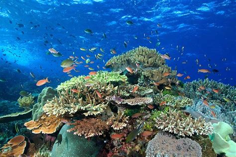 Everything You Need To Know About Coral Reefs Dive Magazine