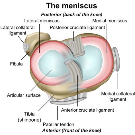 Meniscus Tears – Dr. Amit Nathani, MD
