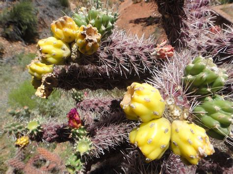 Free Images Tree Branch Cactus Sharp Leaf Desert Flower Thorn