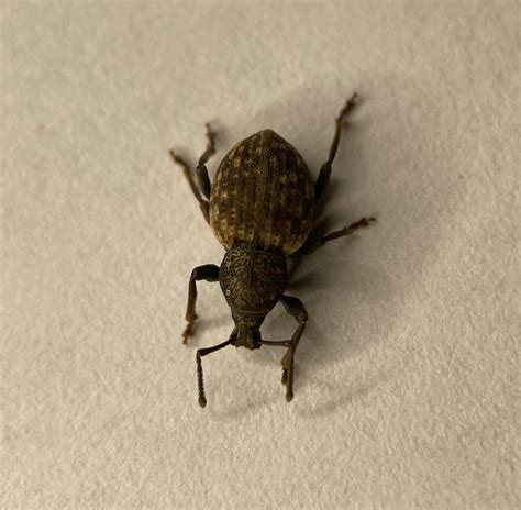 A black vine weevil : r/weeviltime