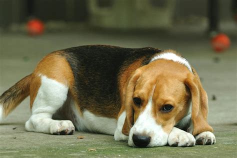 Canine Parvovirus In Dogs Symptoms Causes Diagnosis Treatment