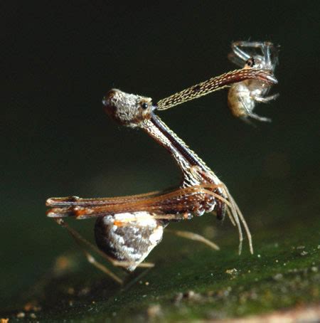 The Pelican Spider Allhomosapienswelcome