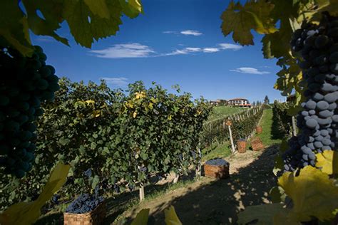 Alle Weine Von Bruno Giacosa Entdecken Bremer Weinkolleg