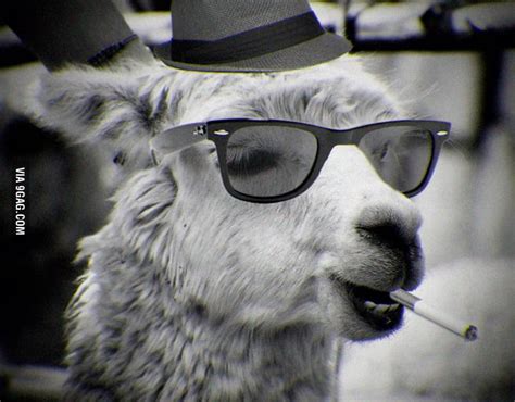 Cool Lama 9GAG