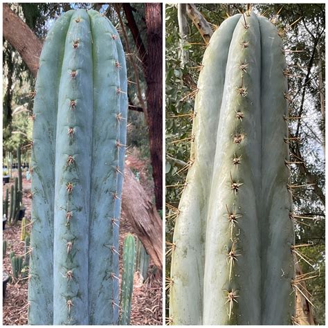 Christies Peru X Capital Cactus 2 Cc2 30 Cactilicious