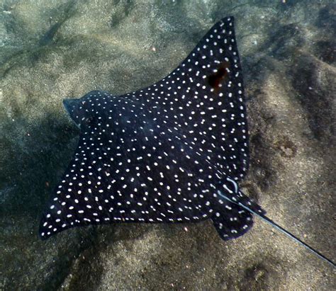 Spotted Eagle Ray