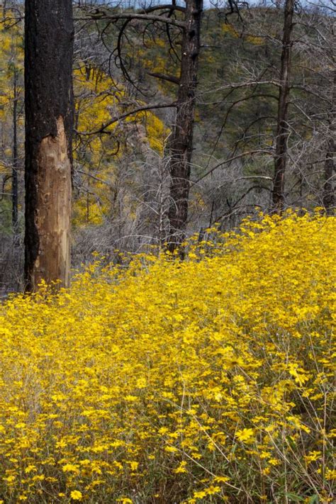 Free Images Tree Nature Forest Grass Meadow Prairie Leaf