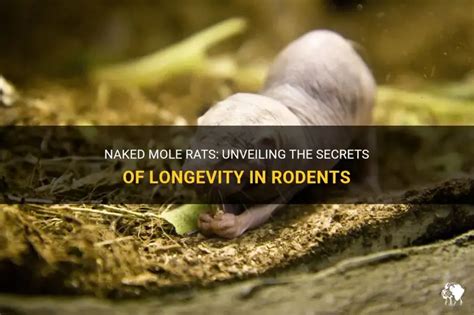 Naked Mole Rats Unveiling The Secrets Of Longevity In Rodents Petshun