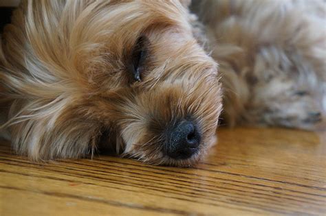 Yorkshire Terrier Skin Problems: Brushing, Improper Bathing, Allergy ...