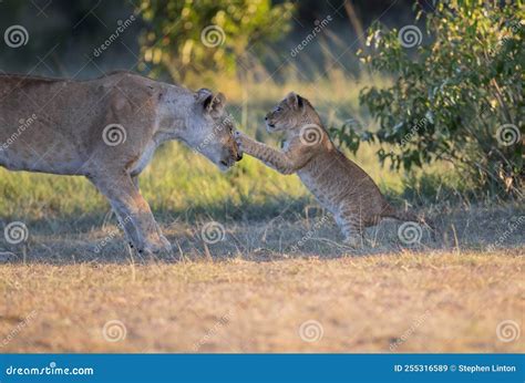 Lion Cub And Mom Royalty-Free Stock Photography | CartoonDealer.com ...