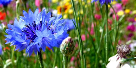 Мавританский газон: что такое цветущий газон и как его посеять своими ...