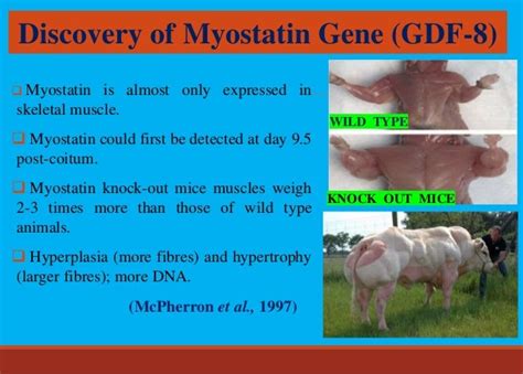 Myostatin Mstn And Its Applications In Animal Breeding