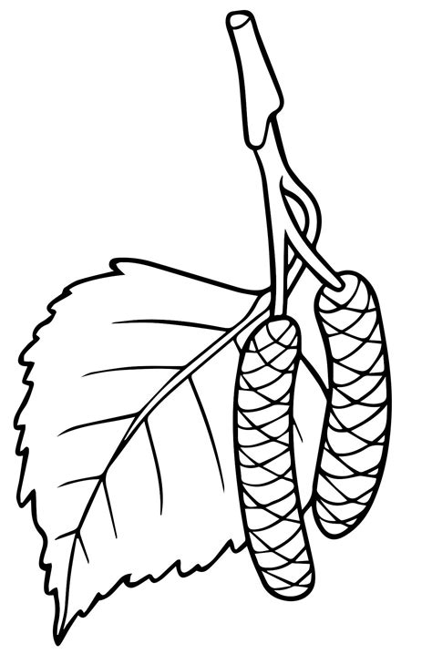 Как Нарисовать Листья Березы Лучшая Фото Подборка