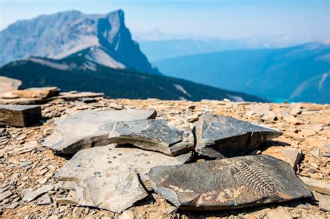 The Burgess Shale Fossils — Google Arts & Culture
