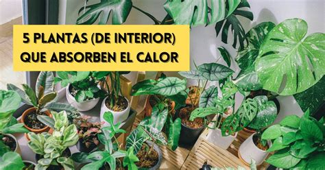 Plantas Que Absorben El Calor Neum Ticos En Verde