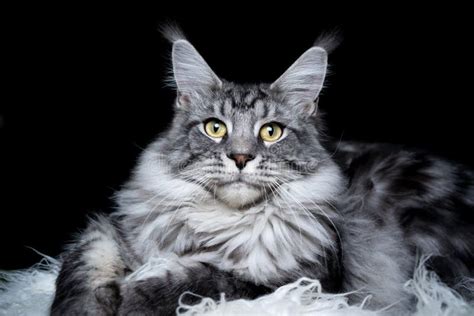 Silver Tabby Maine Coon Cat Studio Portrait Stock Photo Image Of Coon