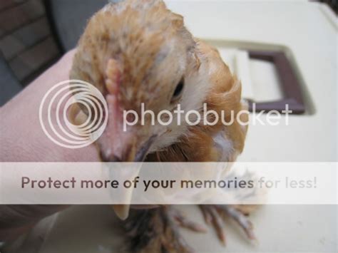 Ameraucana Cochin Experts Help Sex These Babies TONS Of Pictures BackYard Chickens