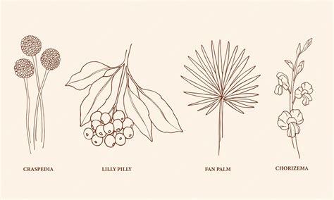 premium vector hand drawn australian native plants  flowers