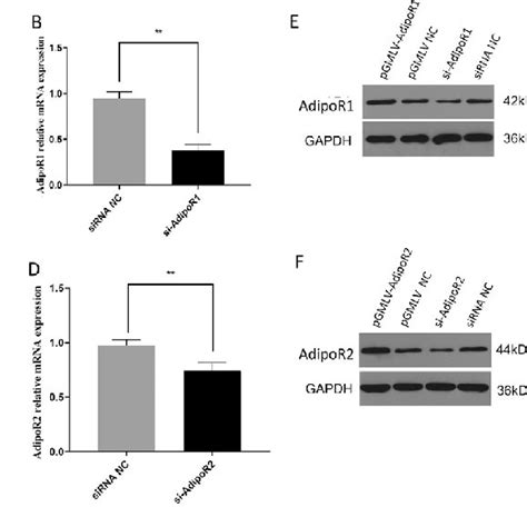 Effect Of Overexpression Or Knockdown Of Adipor And Adipor On The